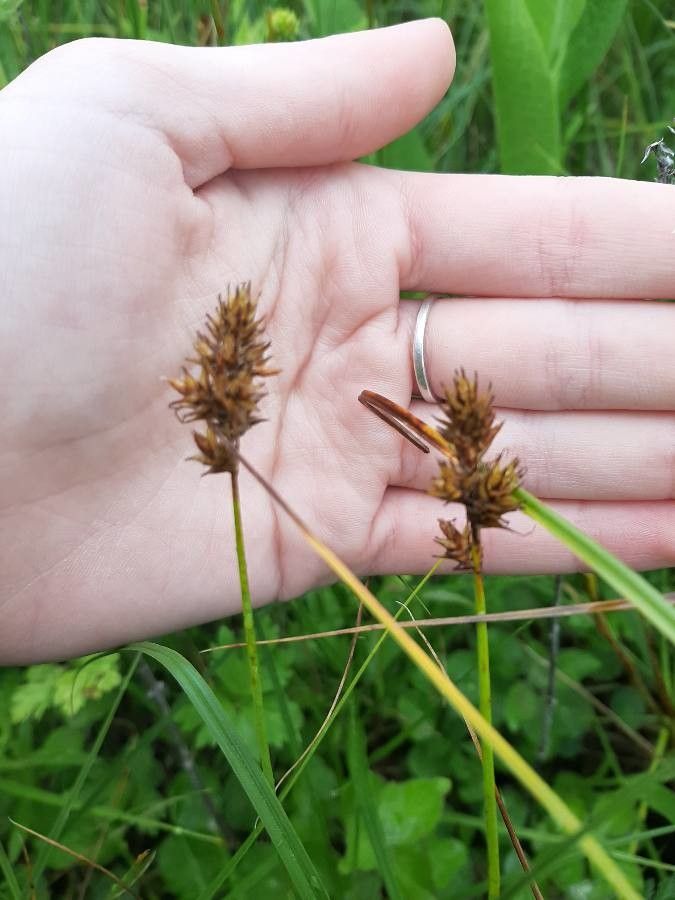 Carex diandra fruit
