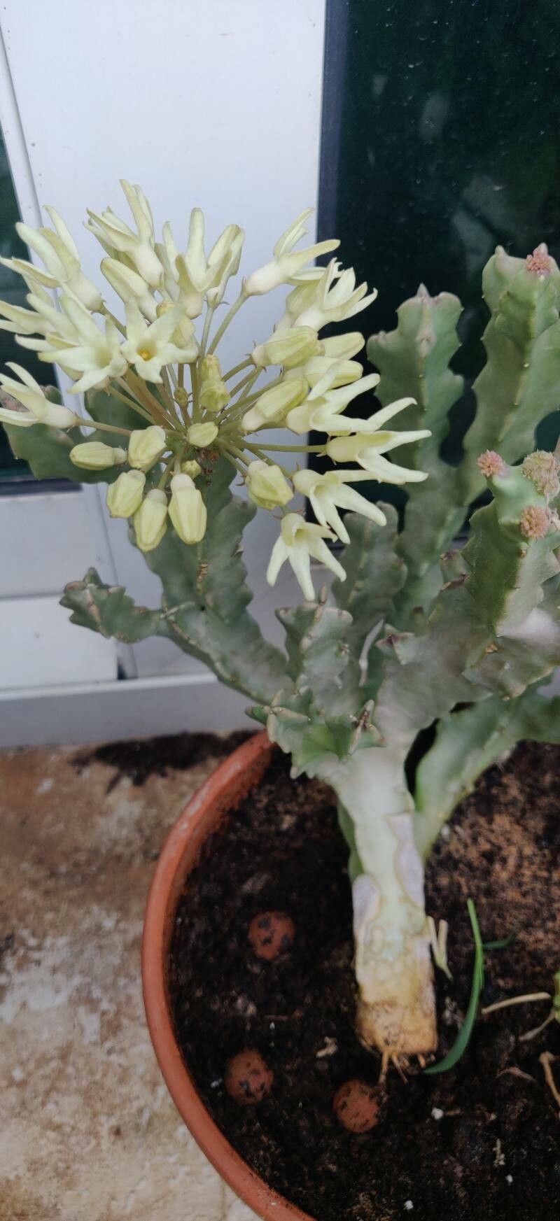 Desmidorchis arabica flower