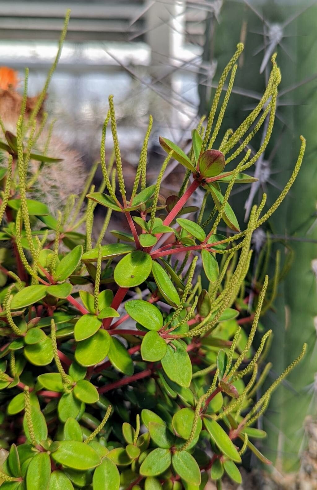 Peperomia polzii habit