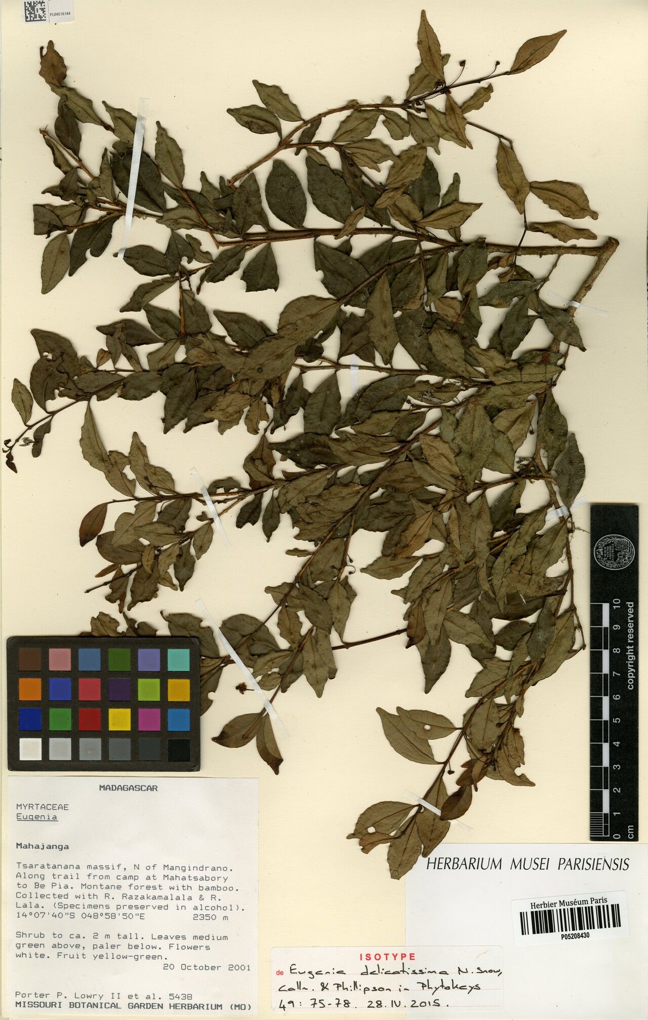 Eugenia delicatissima — houseplant care guide