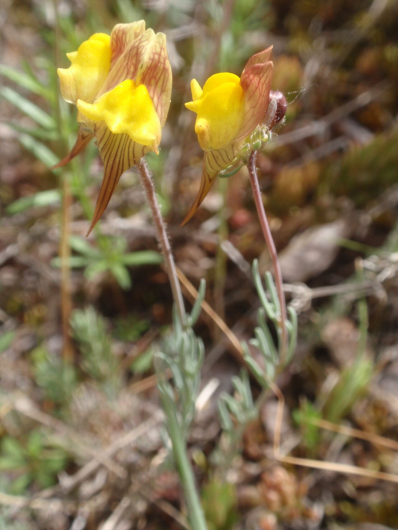 Linaria polygalifolia flower