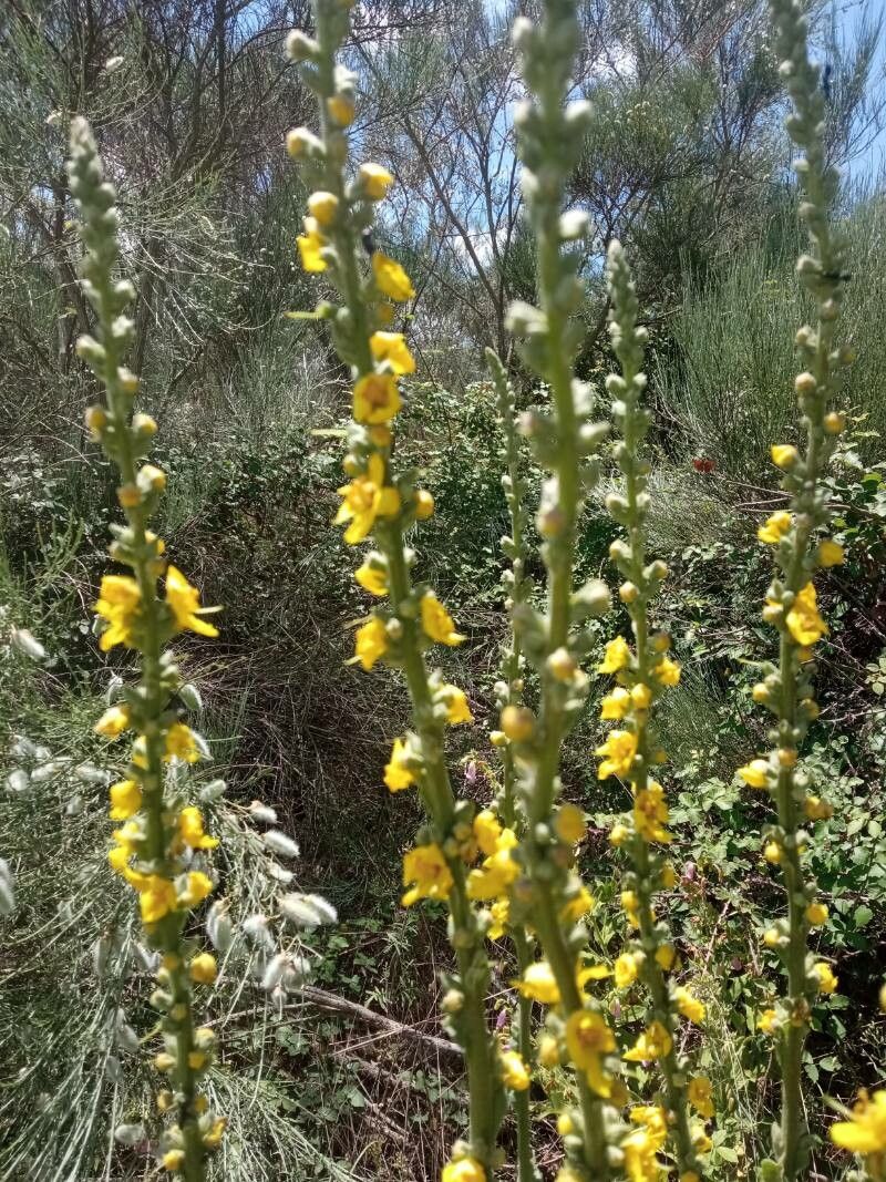 Verbascum niveum flower