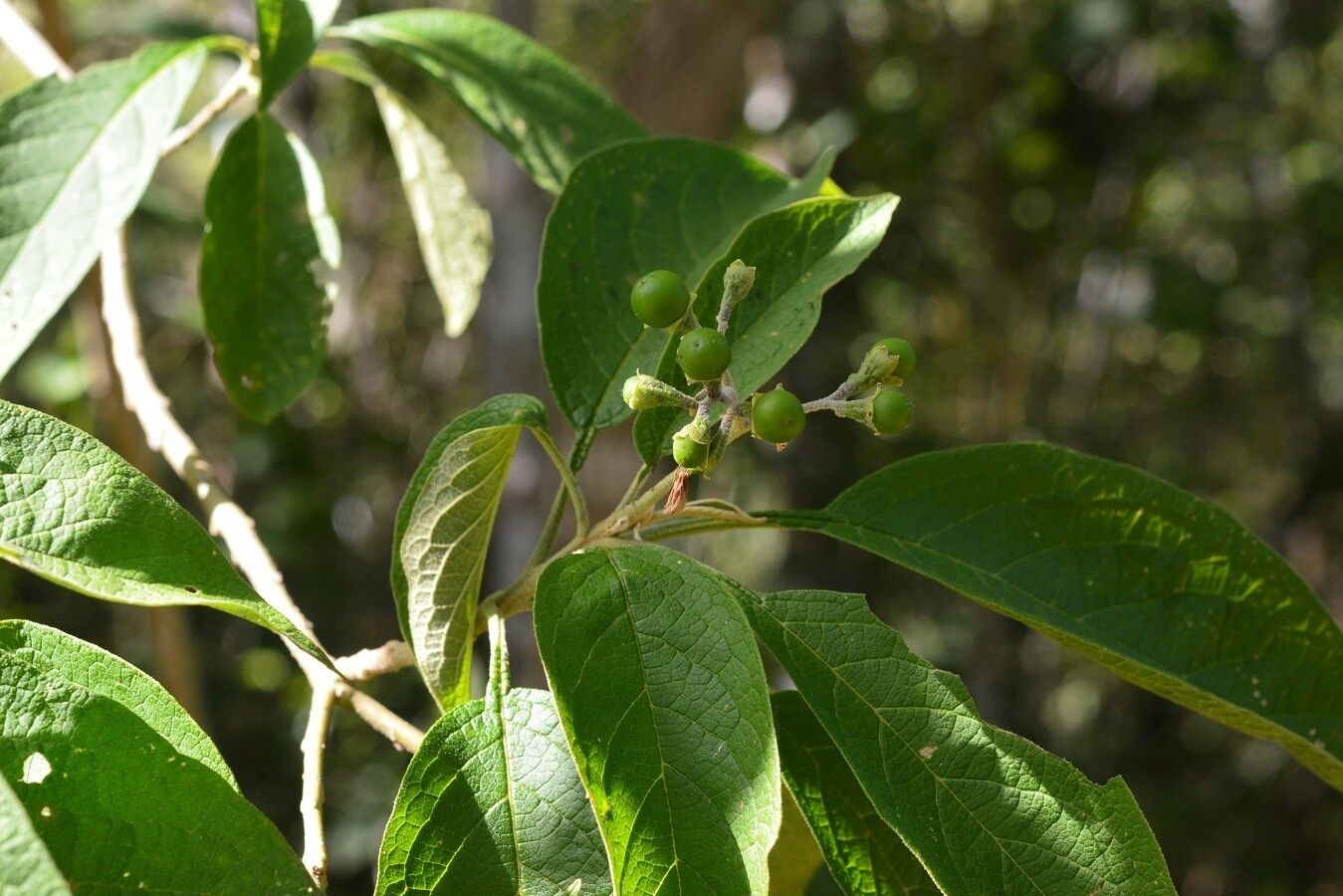 Solanum chiapasense — houseplant care guide