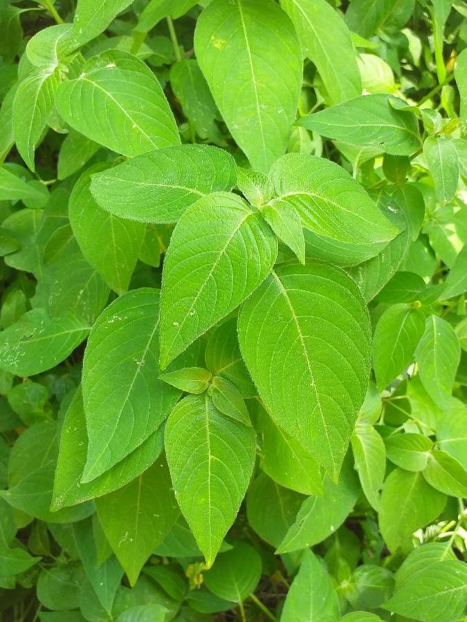 Asystasia ansellioides — related species from the same genus