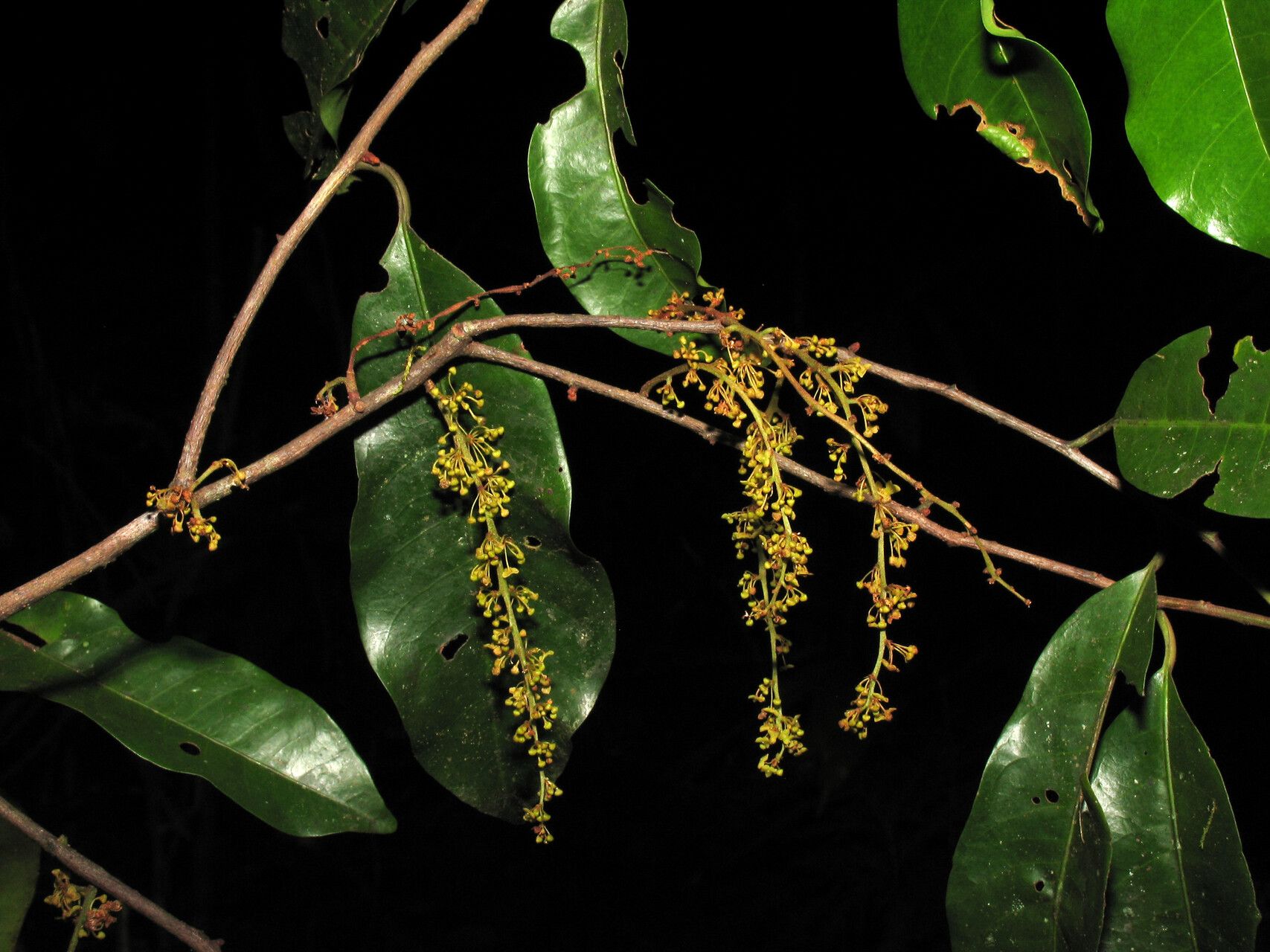 Iryanthera tessmannii flower