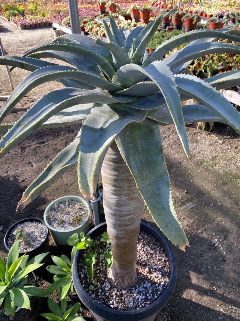 Aloidendron pillansii leaf