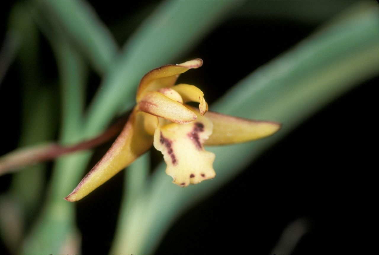 Maxillaria humilis — houseplant care guide