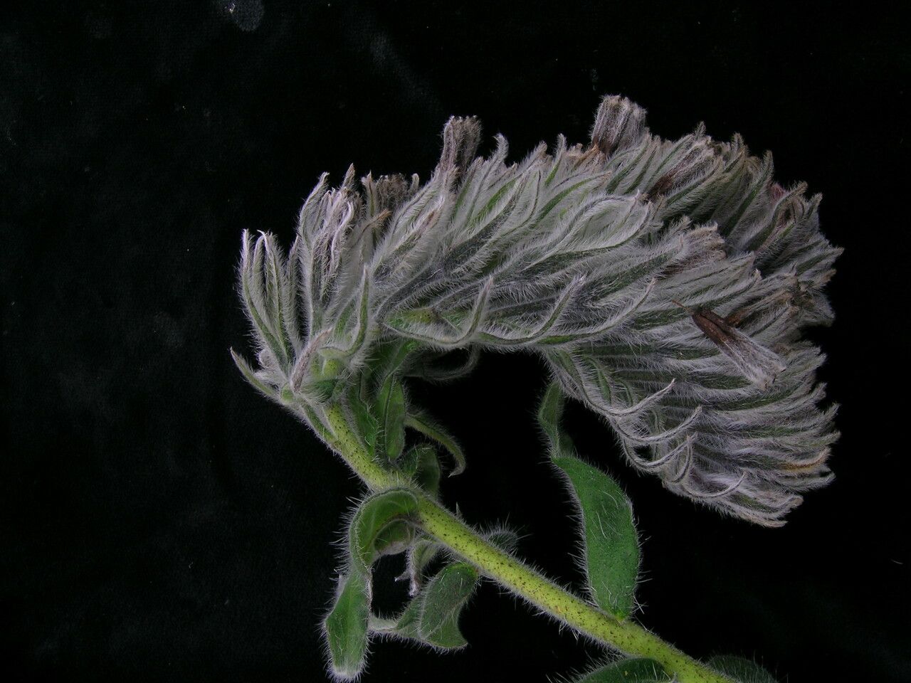 Onosma bracteata — related species from the same genus