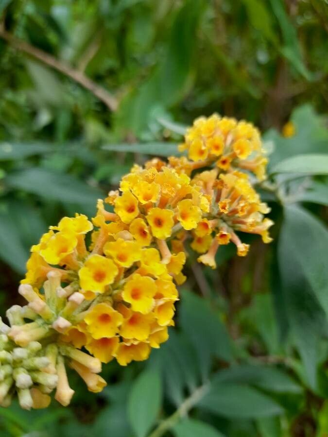 Buddleja x weyeriana flower
