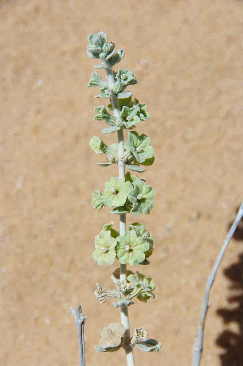 Marrubium deserti — related species from the same genus
