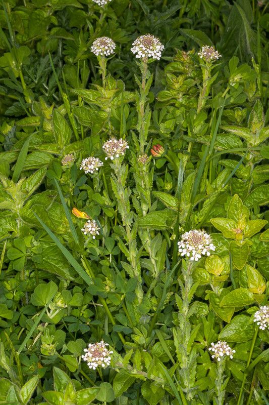 Lepidium heterophyllum — search result for 'Lepidium'
