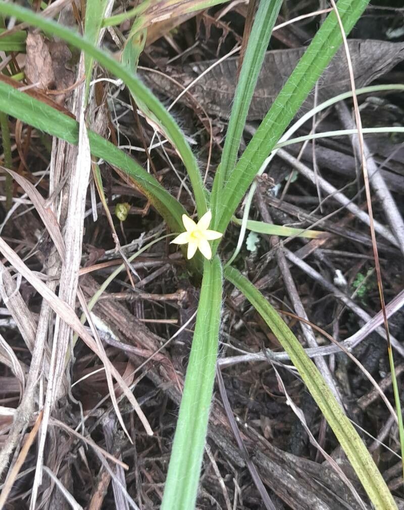 Hypoxis decumbens habit