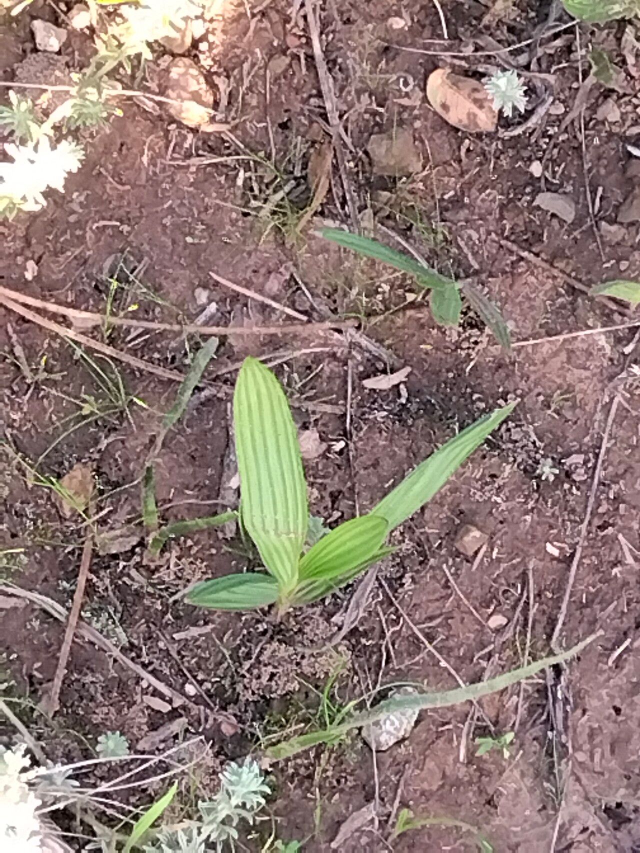 Babiana odorata — houseplant care guide