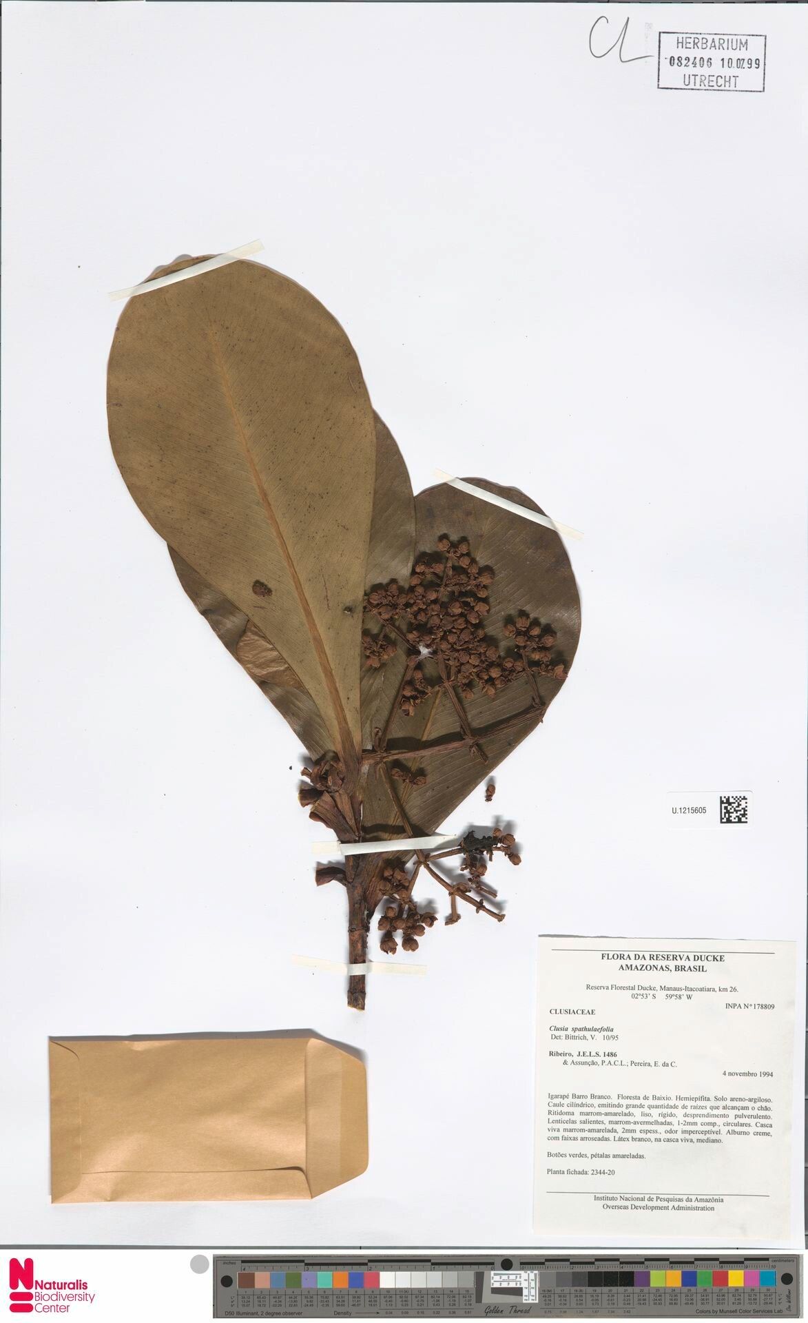 Clusia spathulifolia fruit