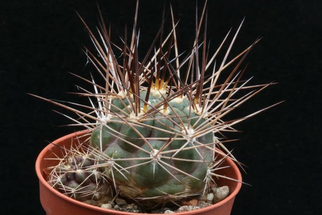 Rebutia fidaiana habit