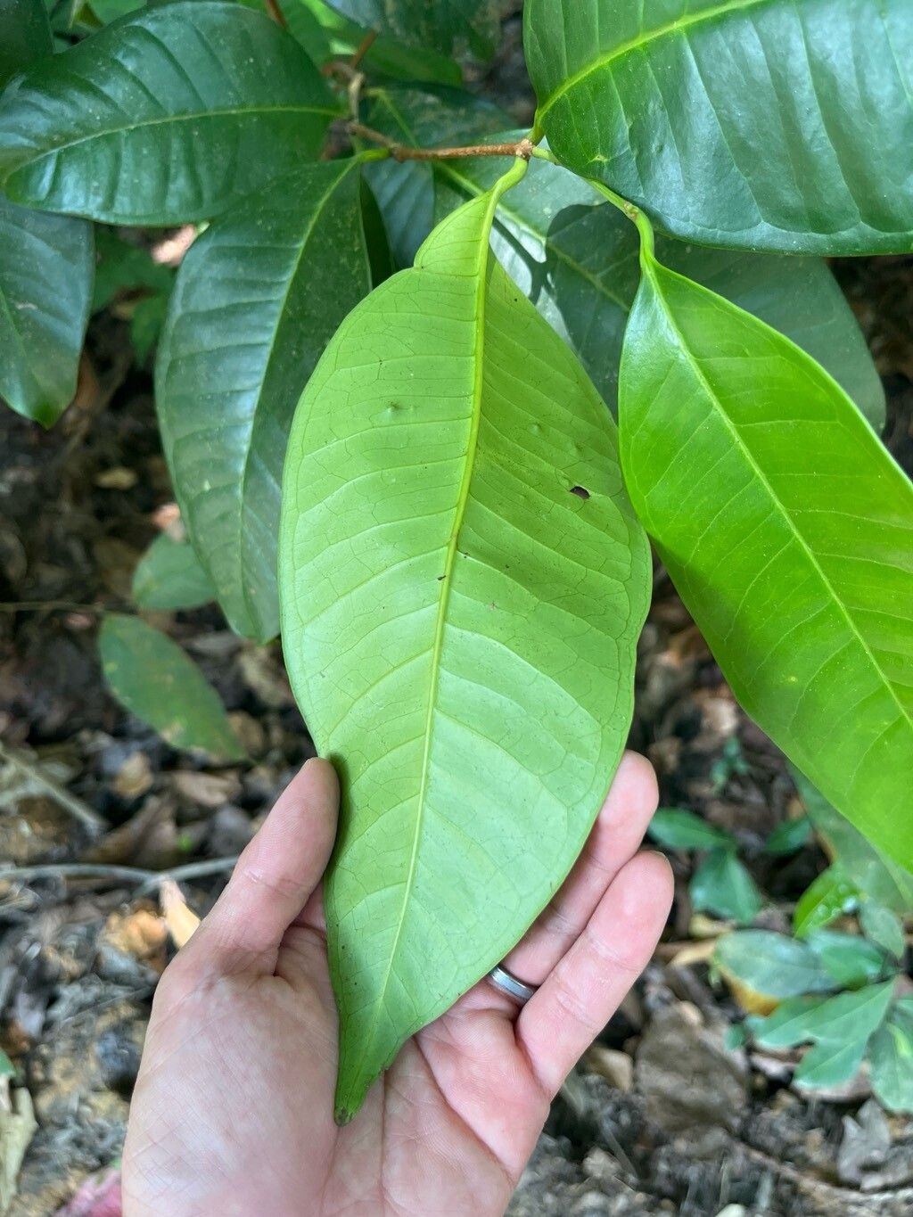 Syzygium borneense leaf