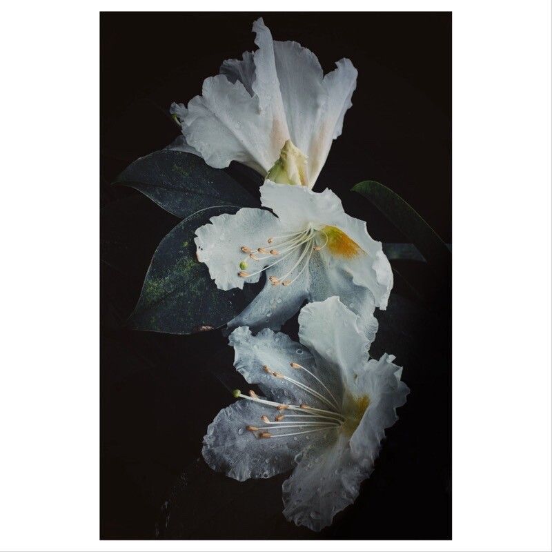 Rhododendron ciliicalyx — houseplant care guide