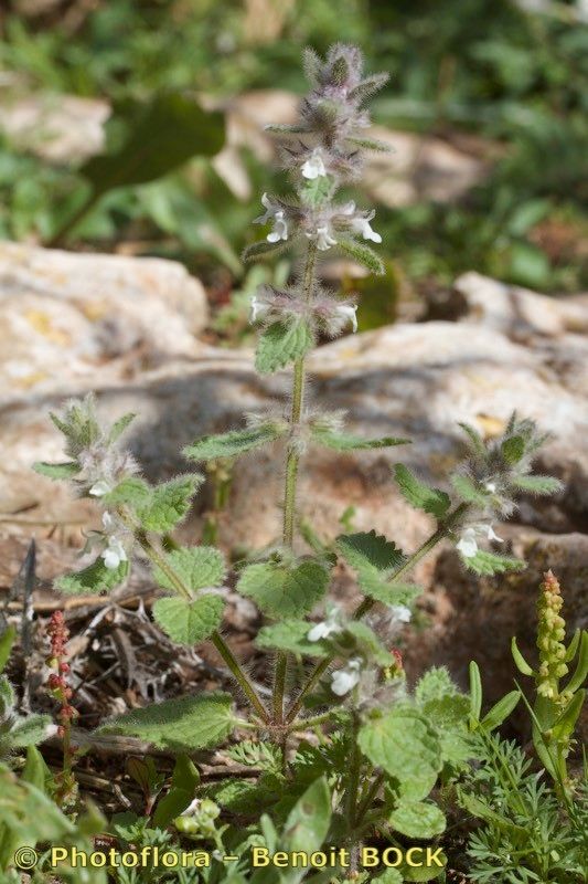 Sideritis villosa — houseplant care guide