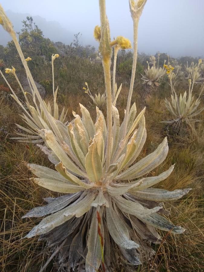 Espeletia boyacensis fruit