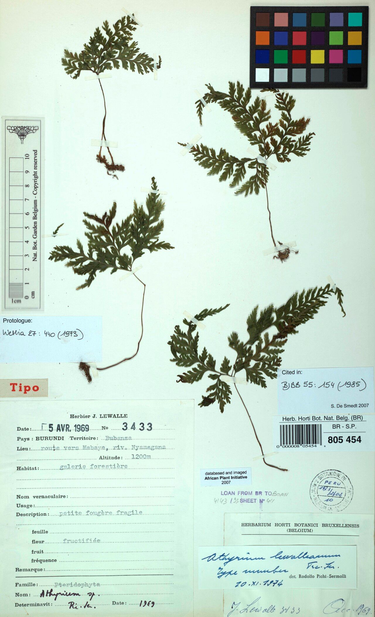 Athyrium lewalleanum — houseplant care guide