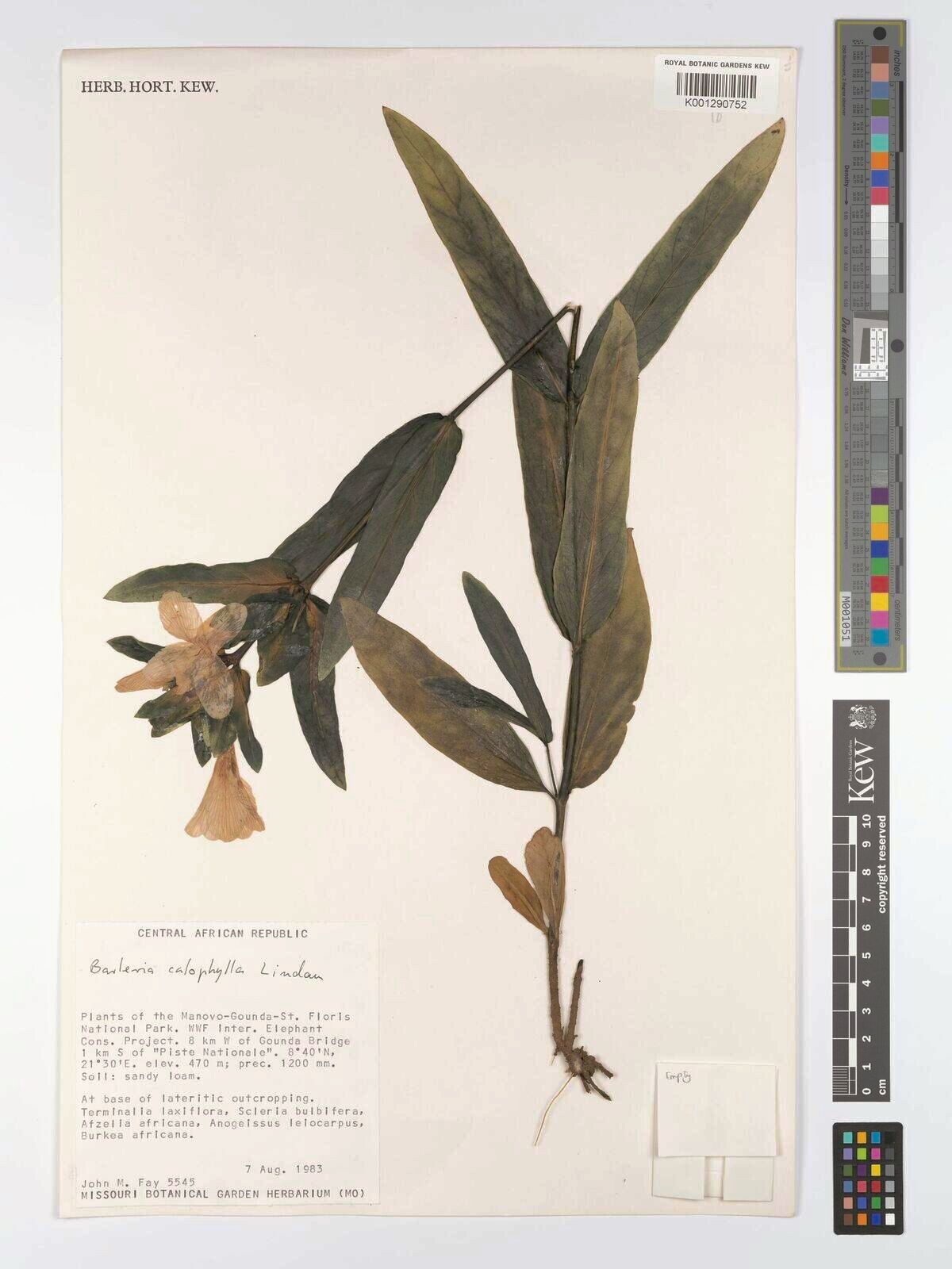 Barleria calophylla — houseplant care guide