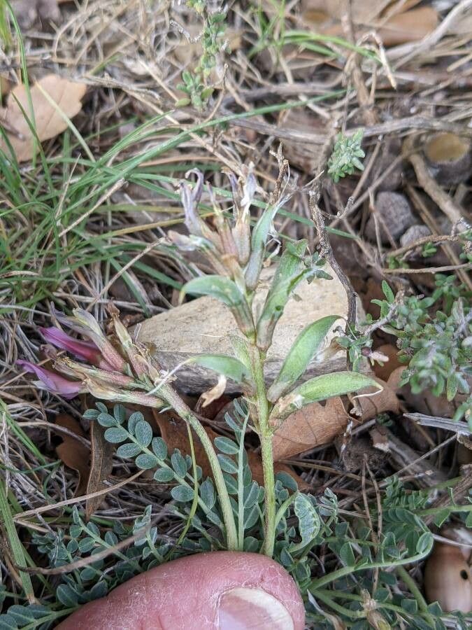 Astragalus incanus fruit
