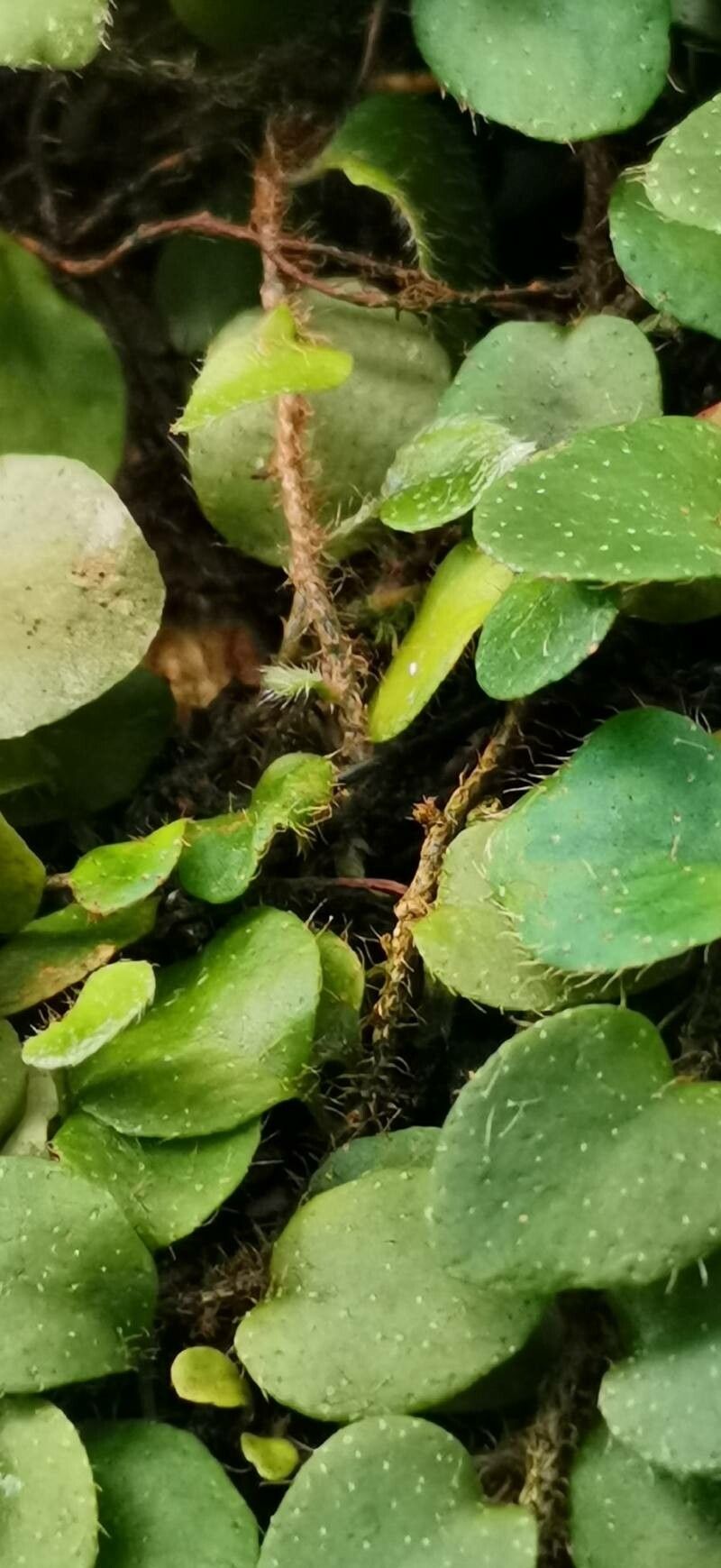 Microgramma reptans bark