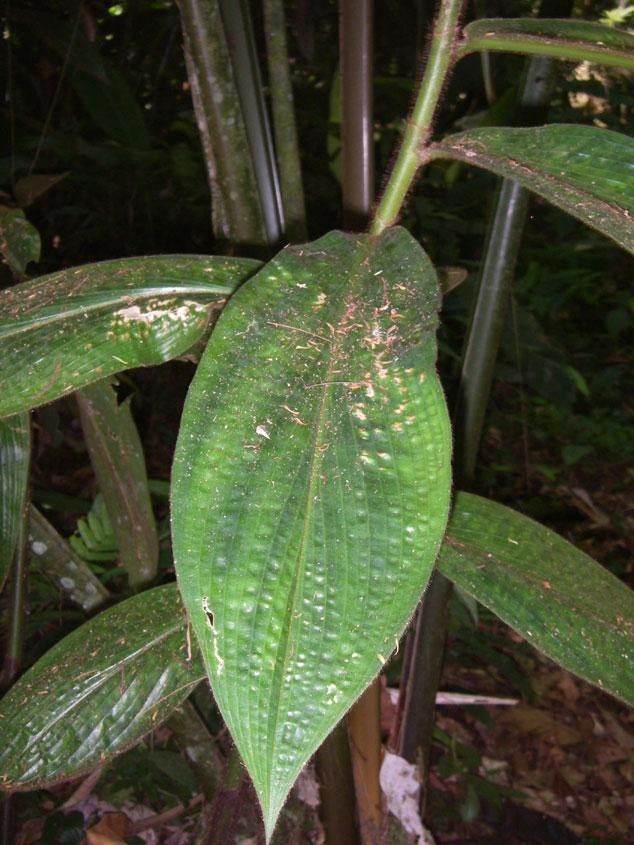 Costus bracteatus — search result for 'Costus'
