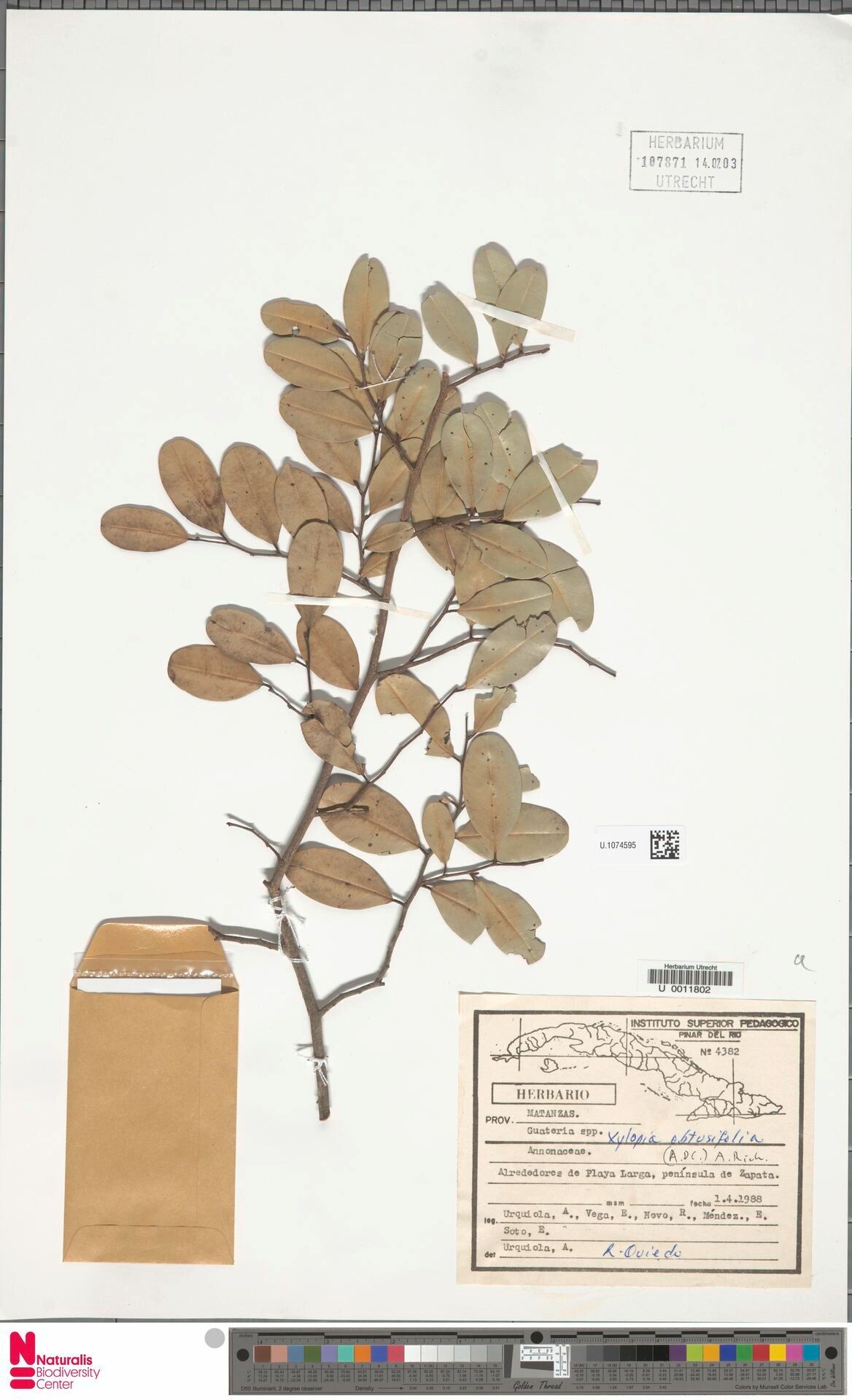 Xylopia fusca — houseplant care guide