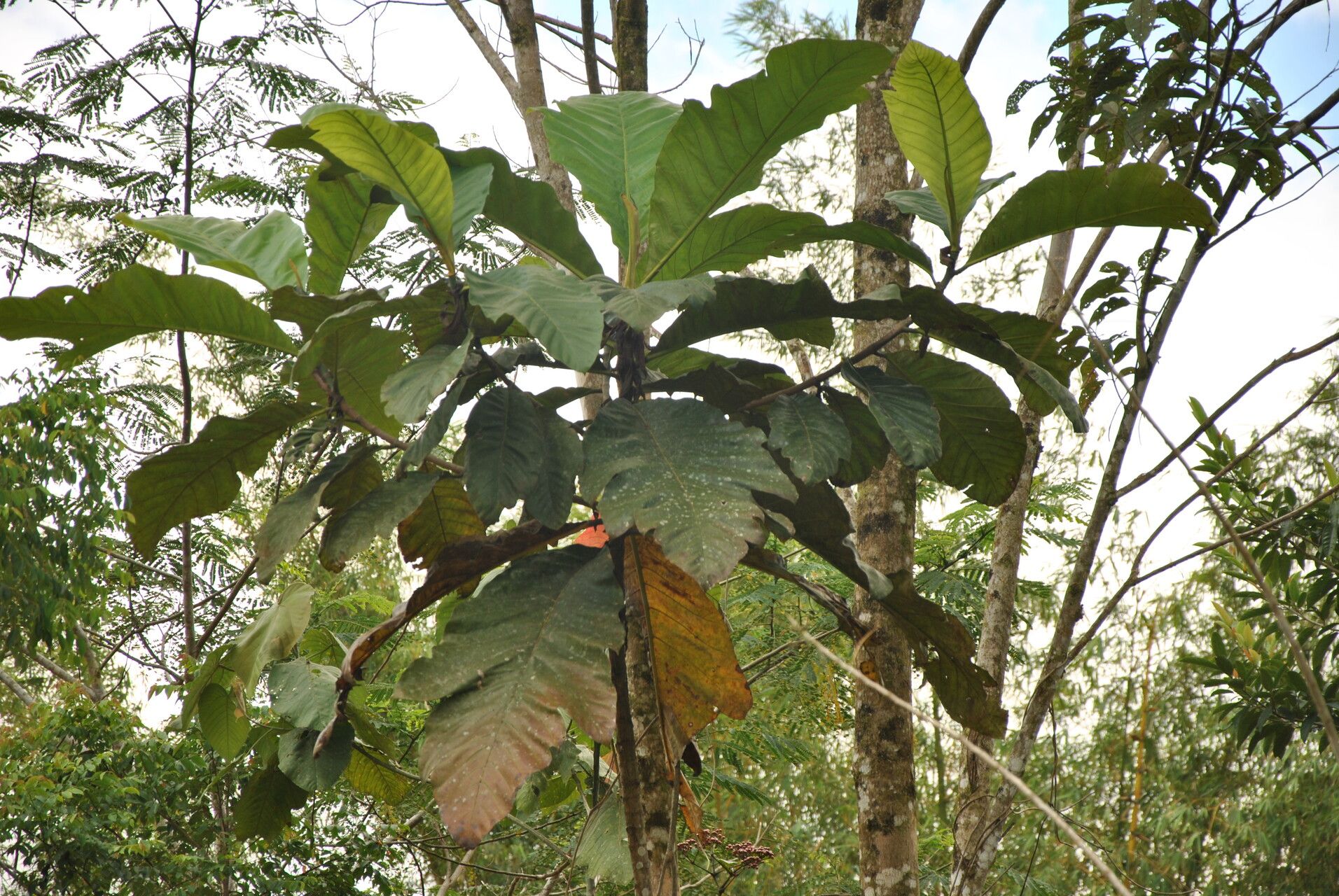 Artocarpus elasticus — search result for 'Artocarpus'