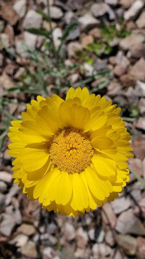 Baileya multiradiata habit