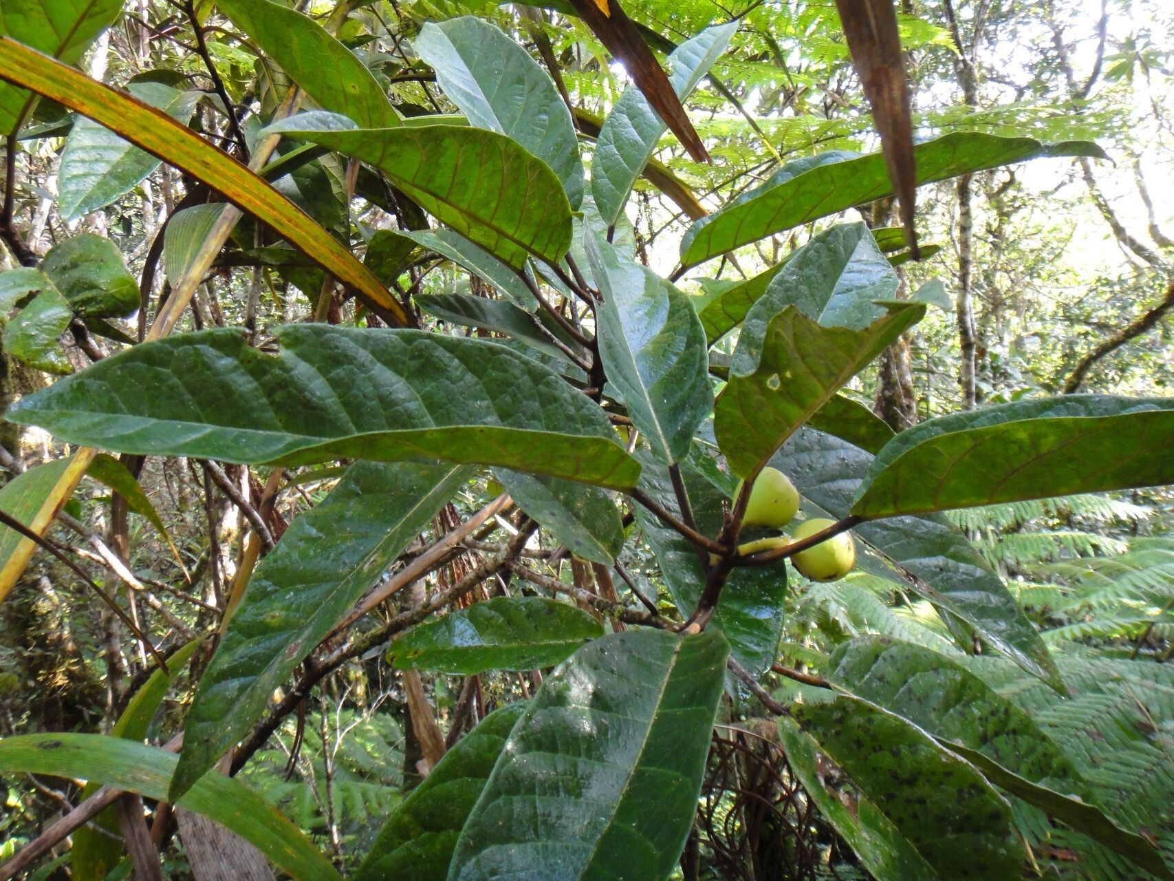 Ficus dzumacensis habit