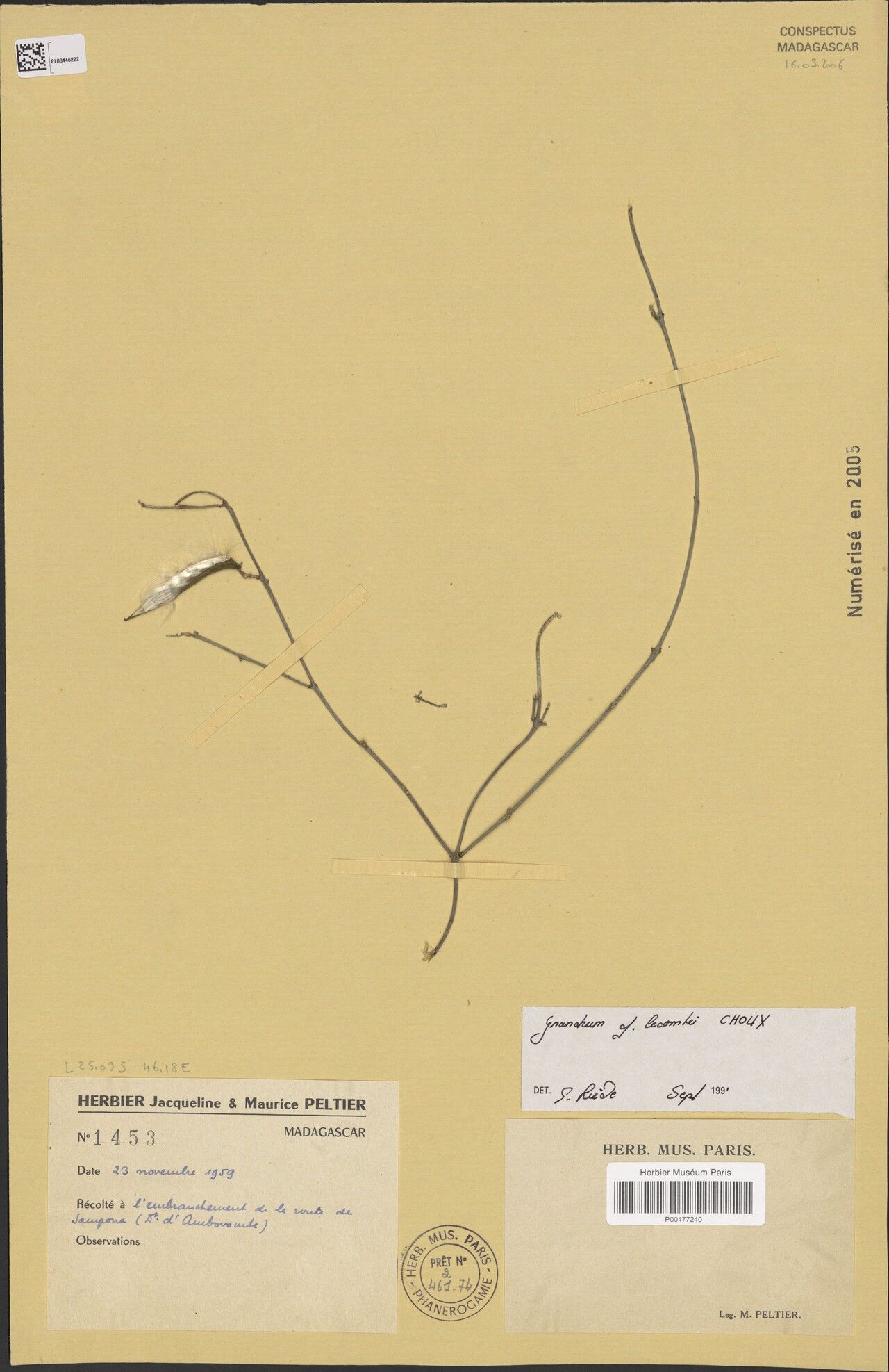 Cynanchum lecomtei — houseplant care guide