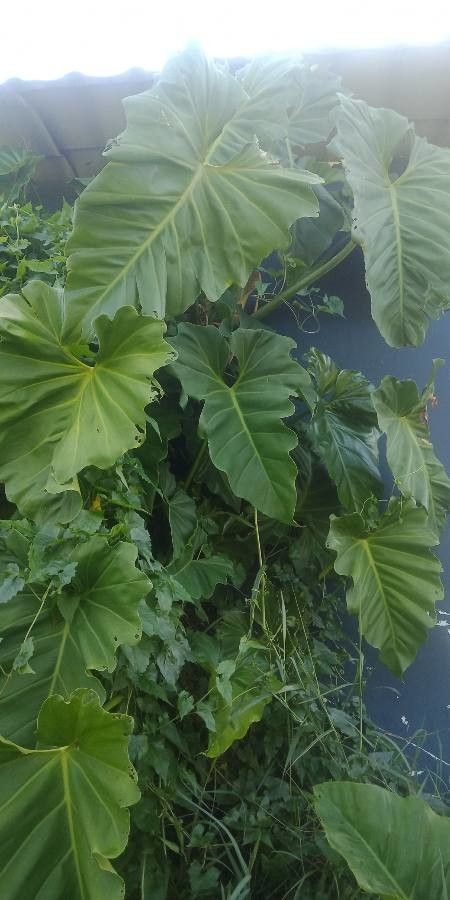 Philodendron subincisum — search result for 'Philodendron'