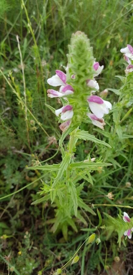 Bartsia trixago leaf