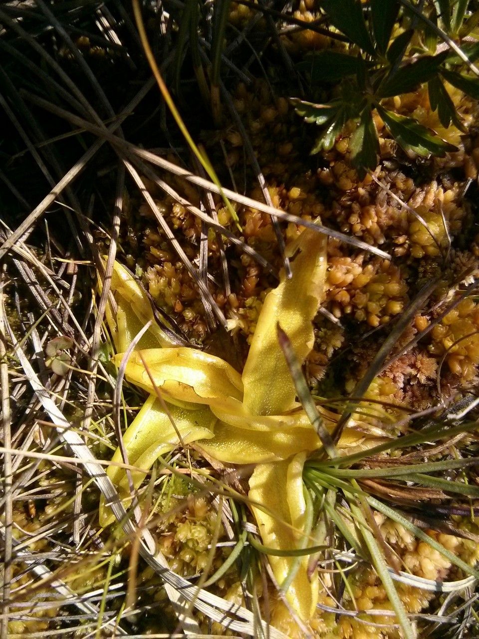 Pinguicula alpina
