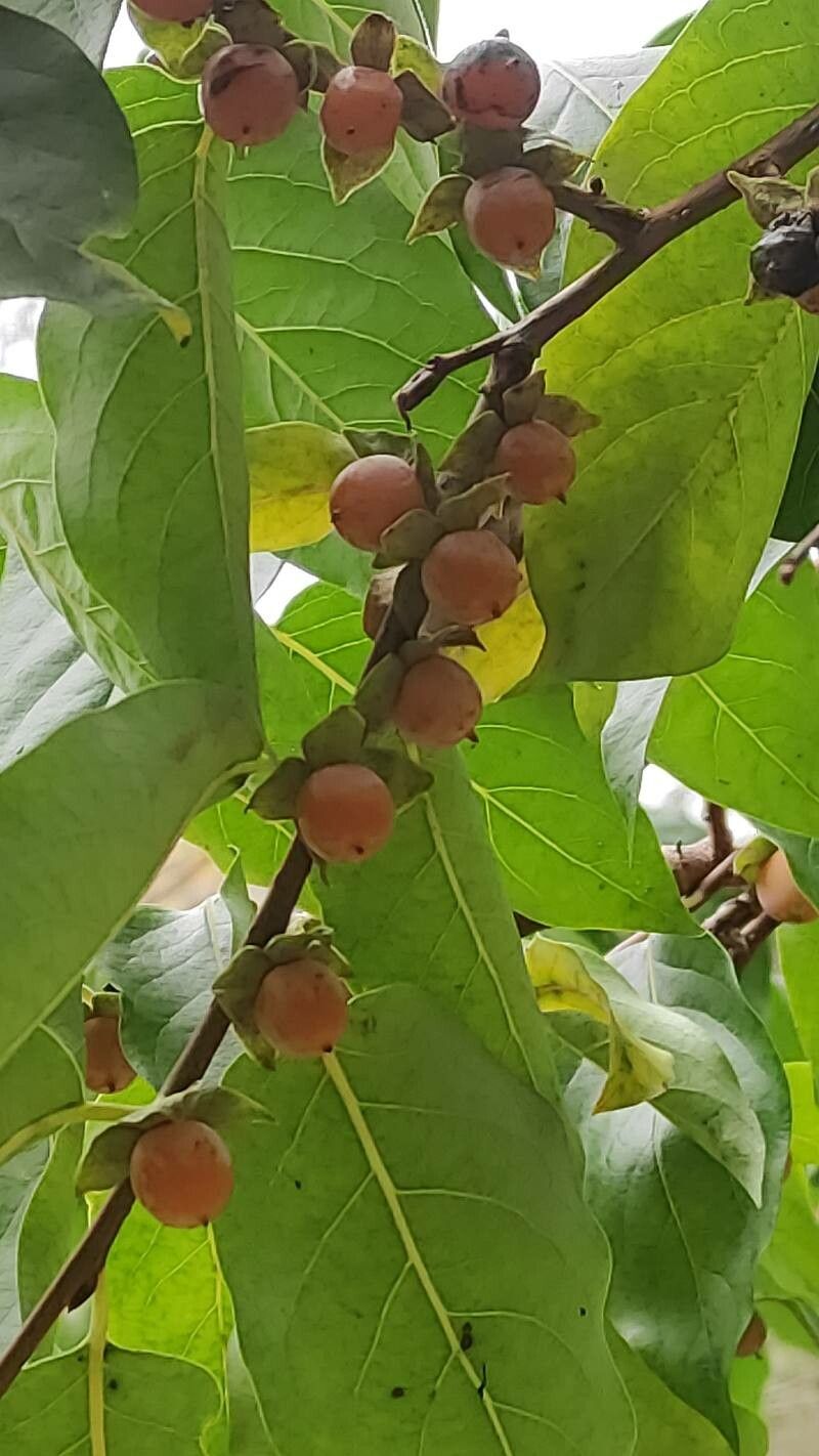 Diospyros japonica fruit