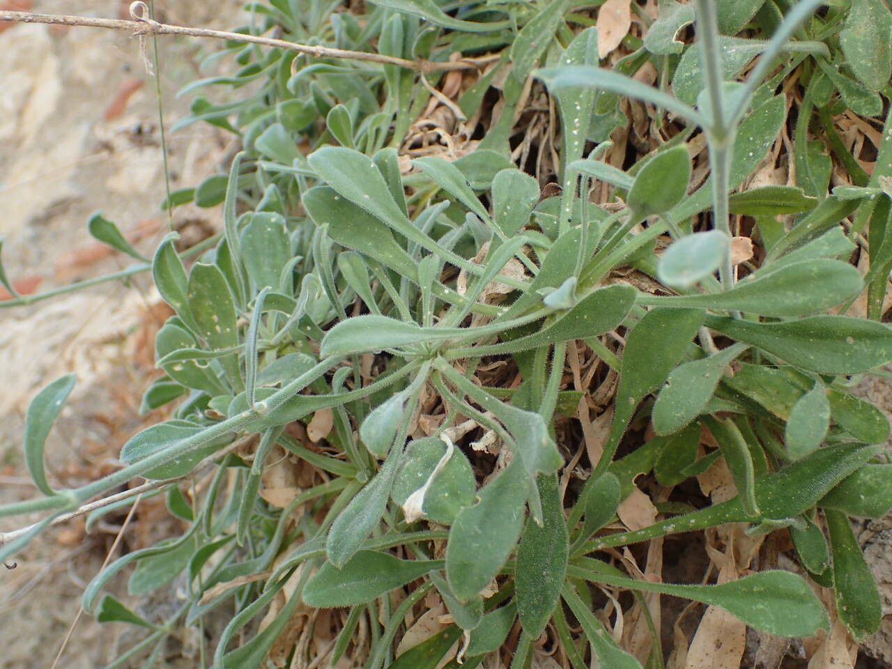 Silene congesta — houseplant care guide