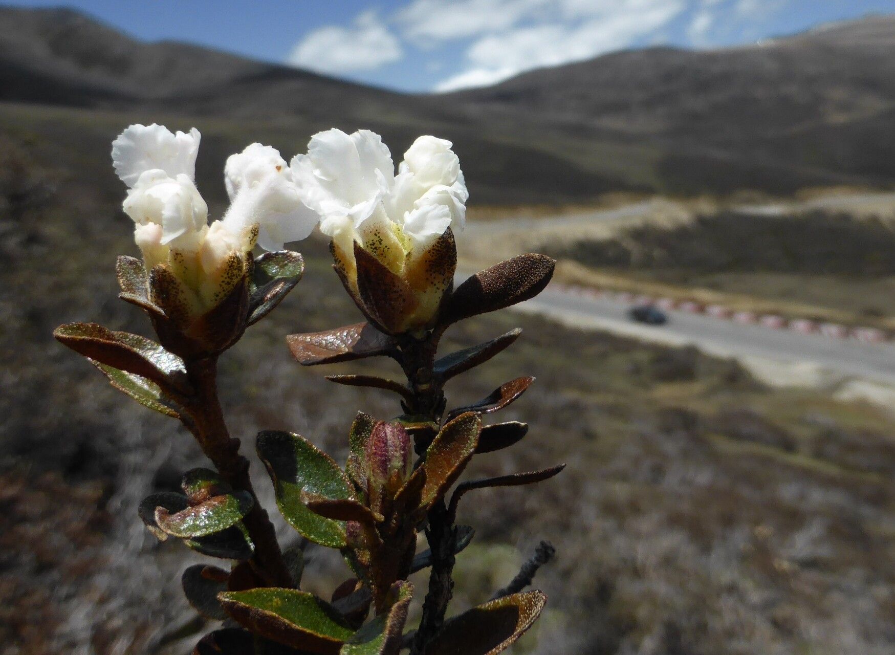 Rhododendron laudandum habit