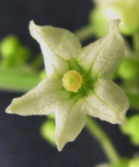 Cyclanthera langaei flower