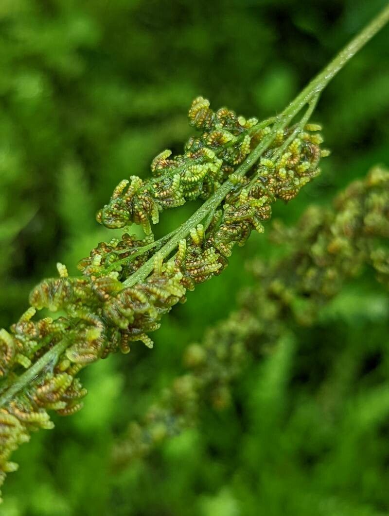 Anemia mexicana fruit