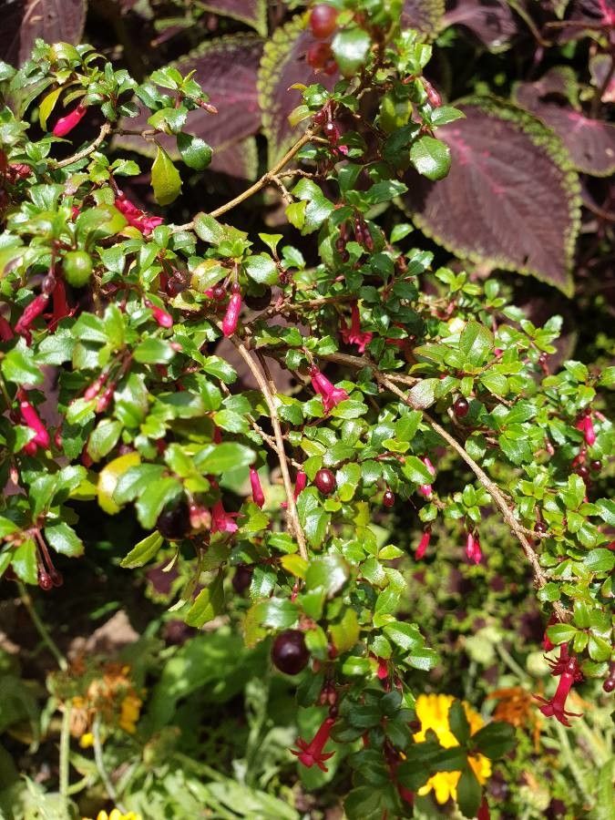 Fuchsia microphylla leaf