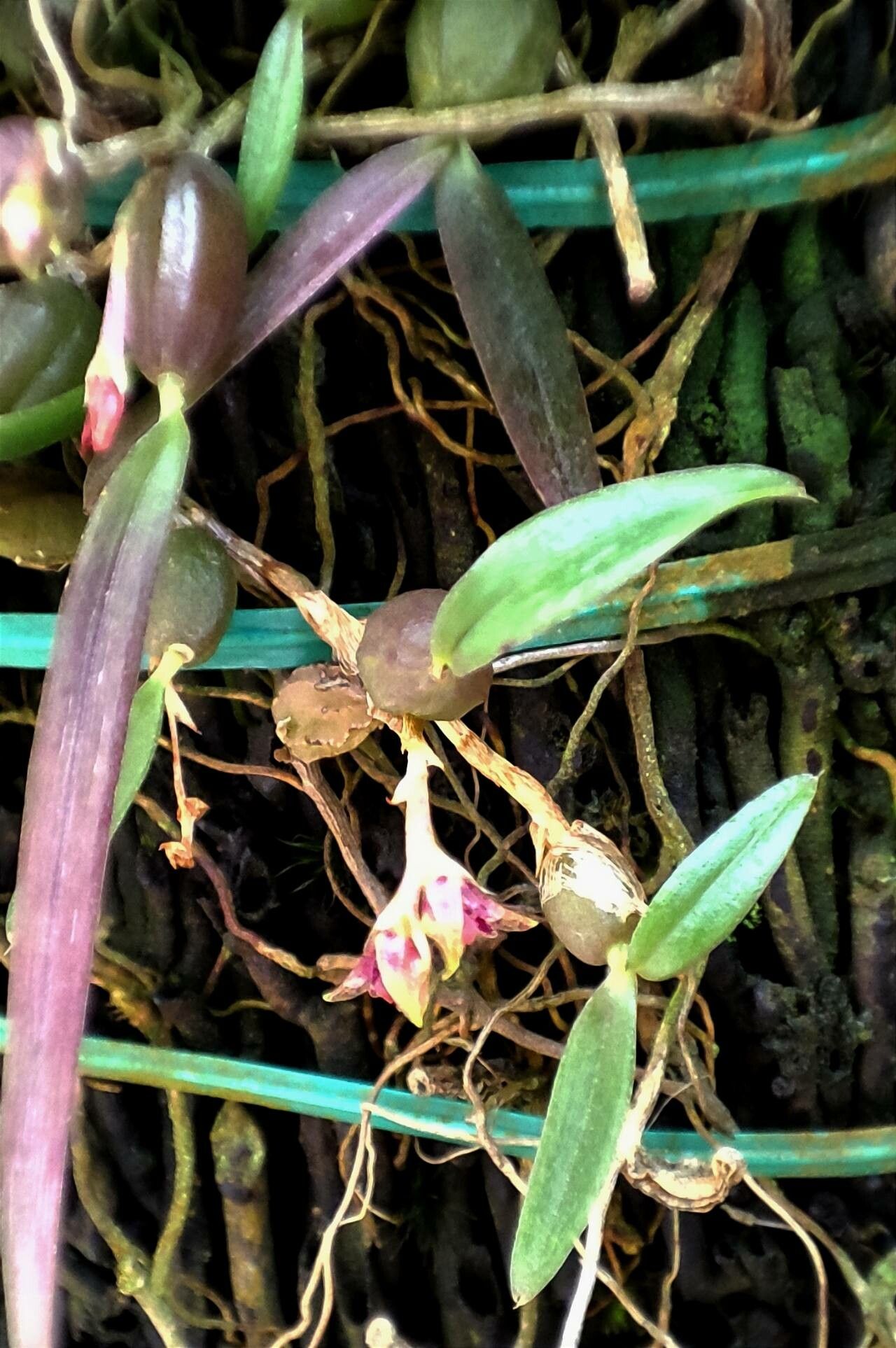 Bulbophyllum geminiflorum habit