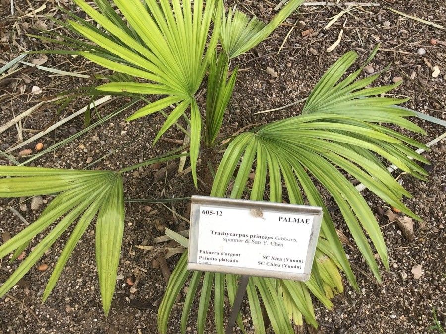 Trachycarpus princeps — houseplant care guide