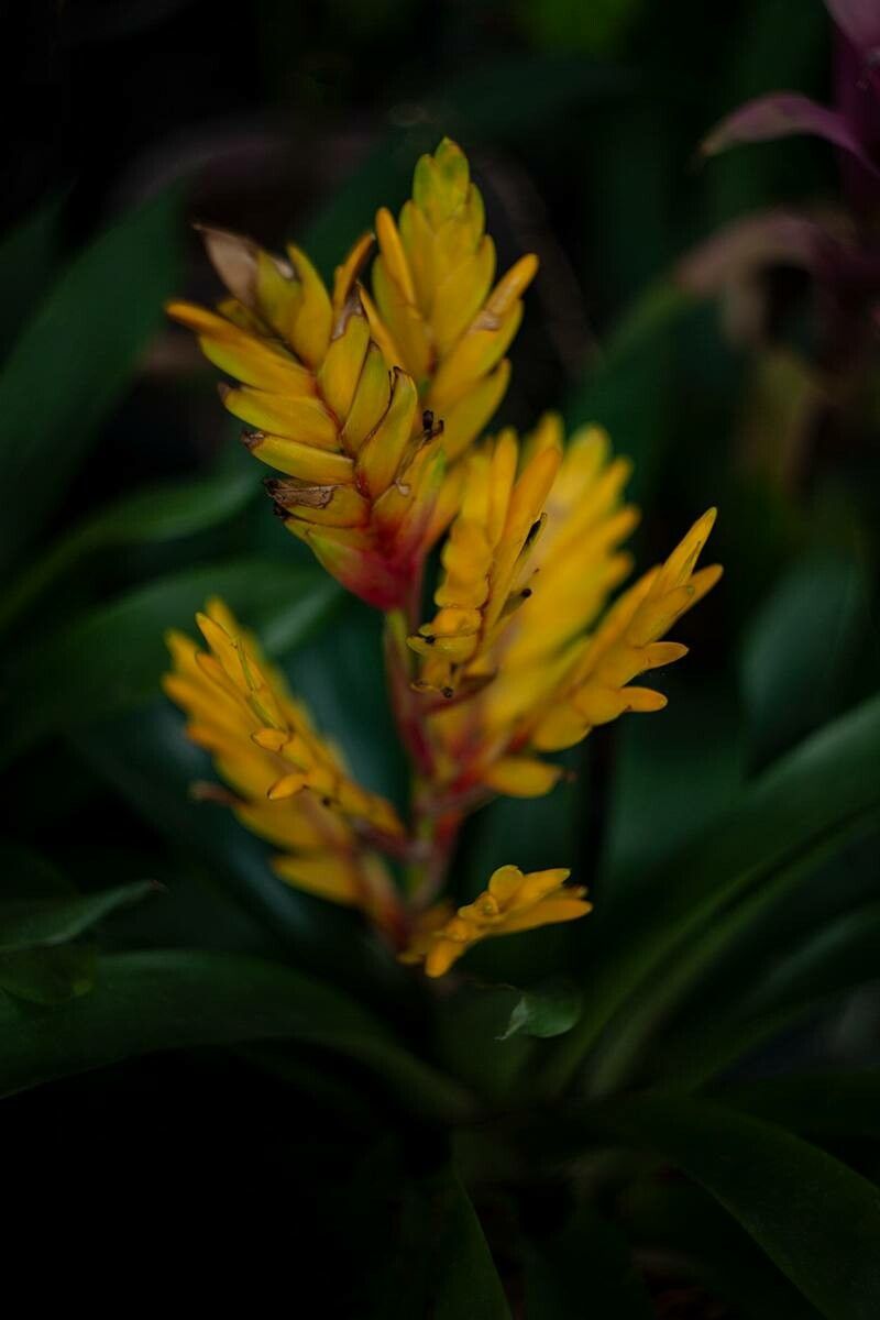 Vriesea maxoniana flower