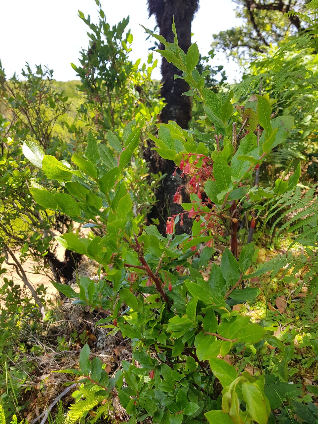 Vaccinium padifolium flower
