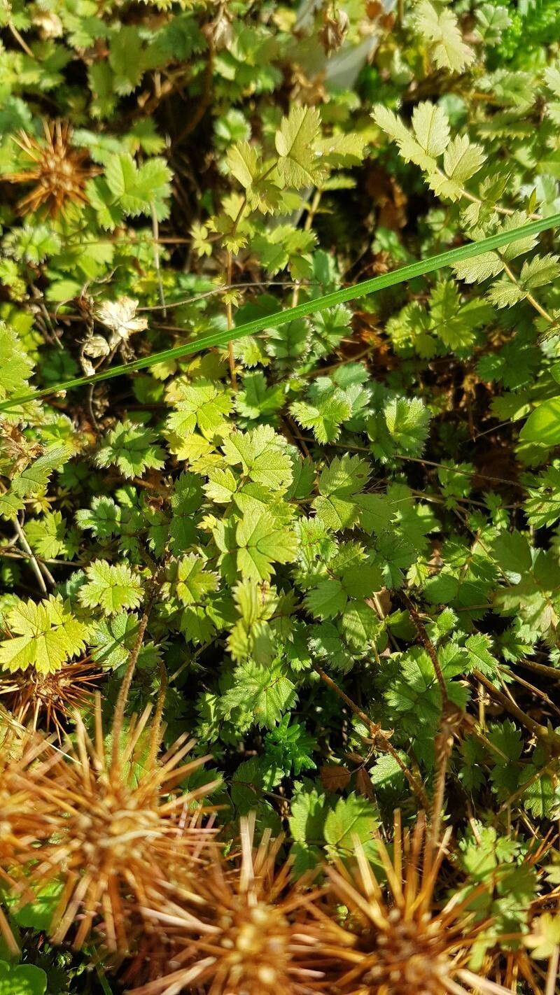 Acaena inermis — houseplant care guide