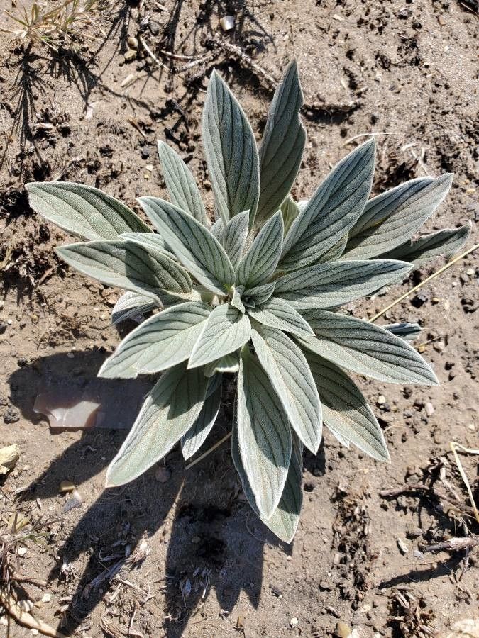 Phacelia hastata — search result for 'Phacelia'