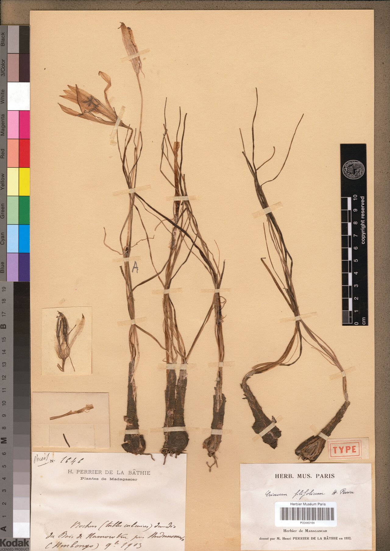 Crinum filifolium — search result for 'Crinum'