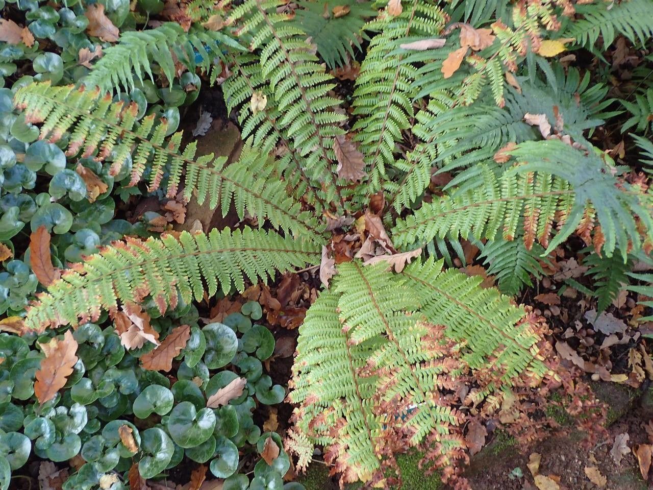 Dryopteris crassirhizoma habit